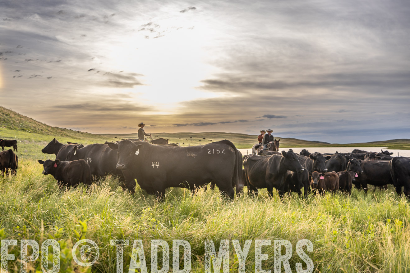 TMyers_PP_VintonRanch_Nebraska_June2024-525083