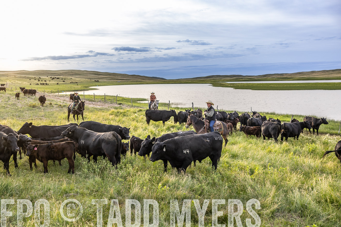 TMyers_PP_VintonRanch_Nebraska_June2024-517678