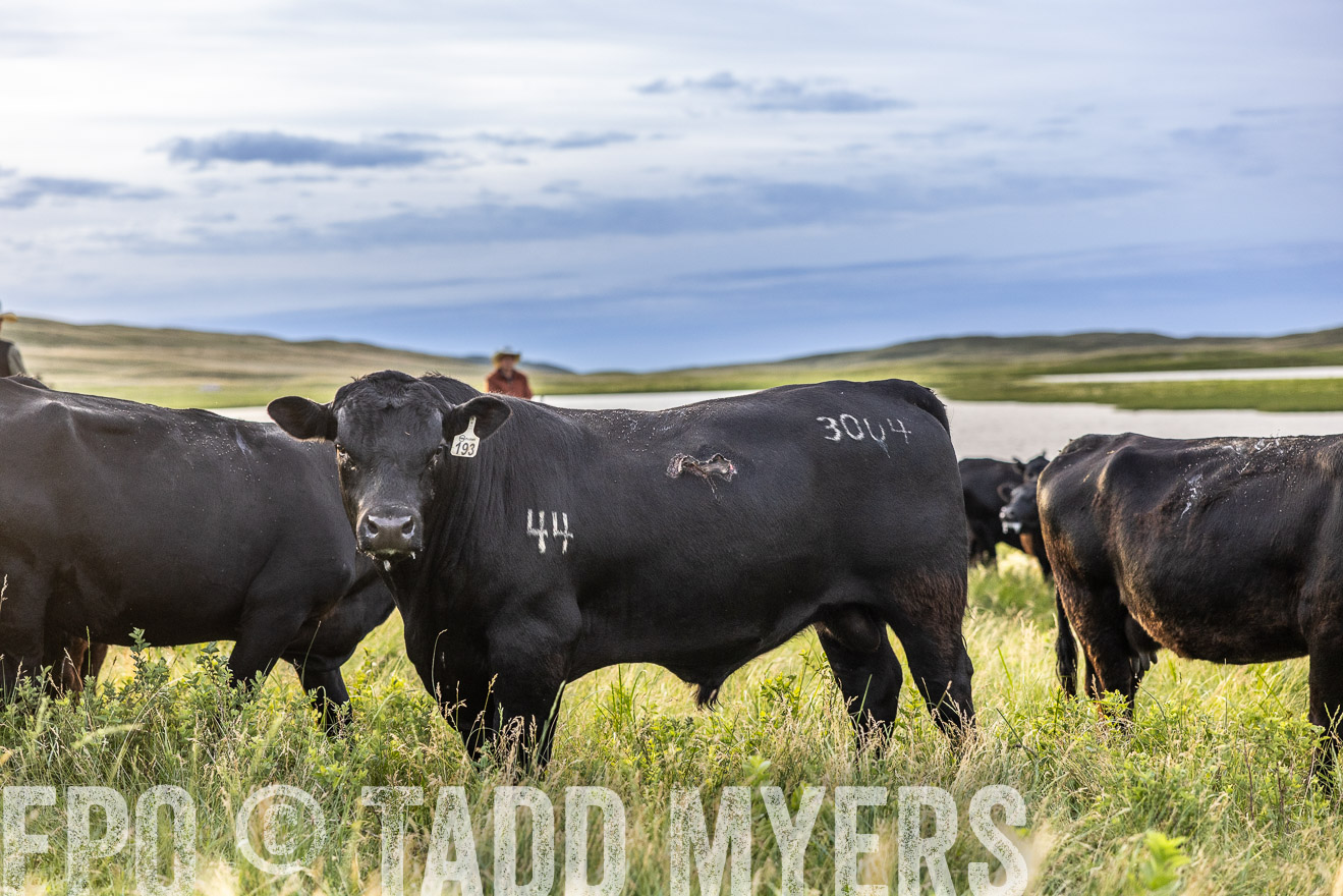 TMyers_PP_VintonRanch_Nebraska_June2024-517709