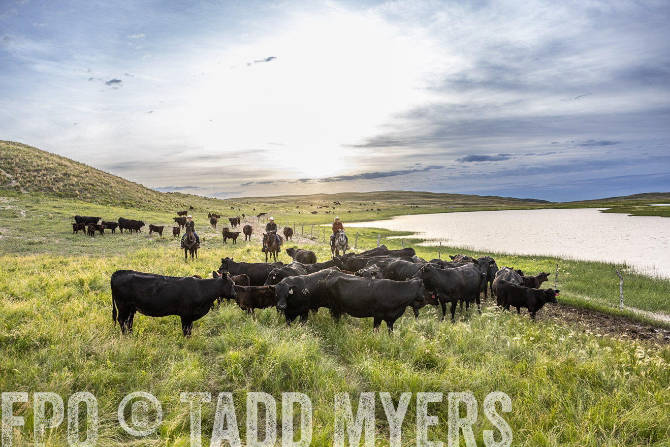 TMyers_PP_VintonRanch_Nebraska_June2024-517741