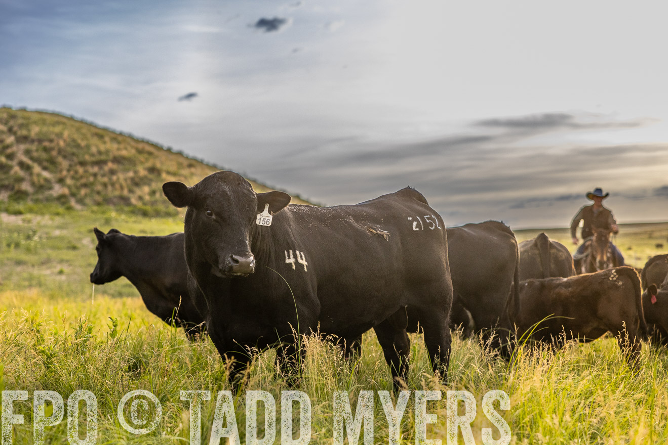 TMyers_PP_VintonRanch_Nebraska_June2024-517764
