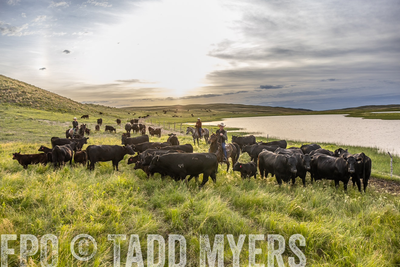 TMyers_PP_VintonRanch_Nebraska_June2024-517807