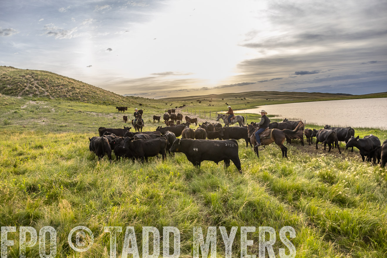 TMyers_PP_VintonRanch_Nebraska_June2024-517841