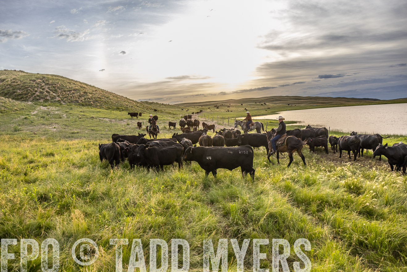 TMyers_PP_VintonRanch_Nebraska_June2024-517843