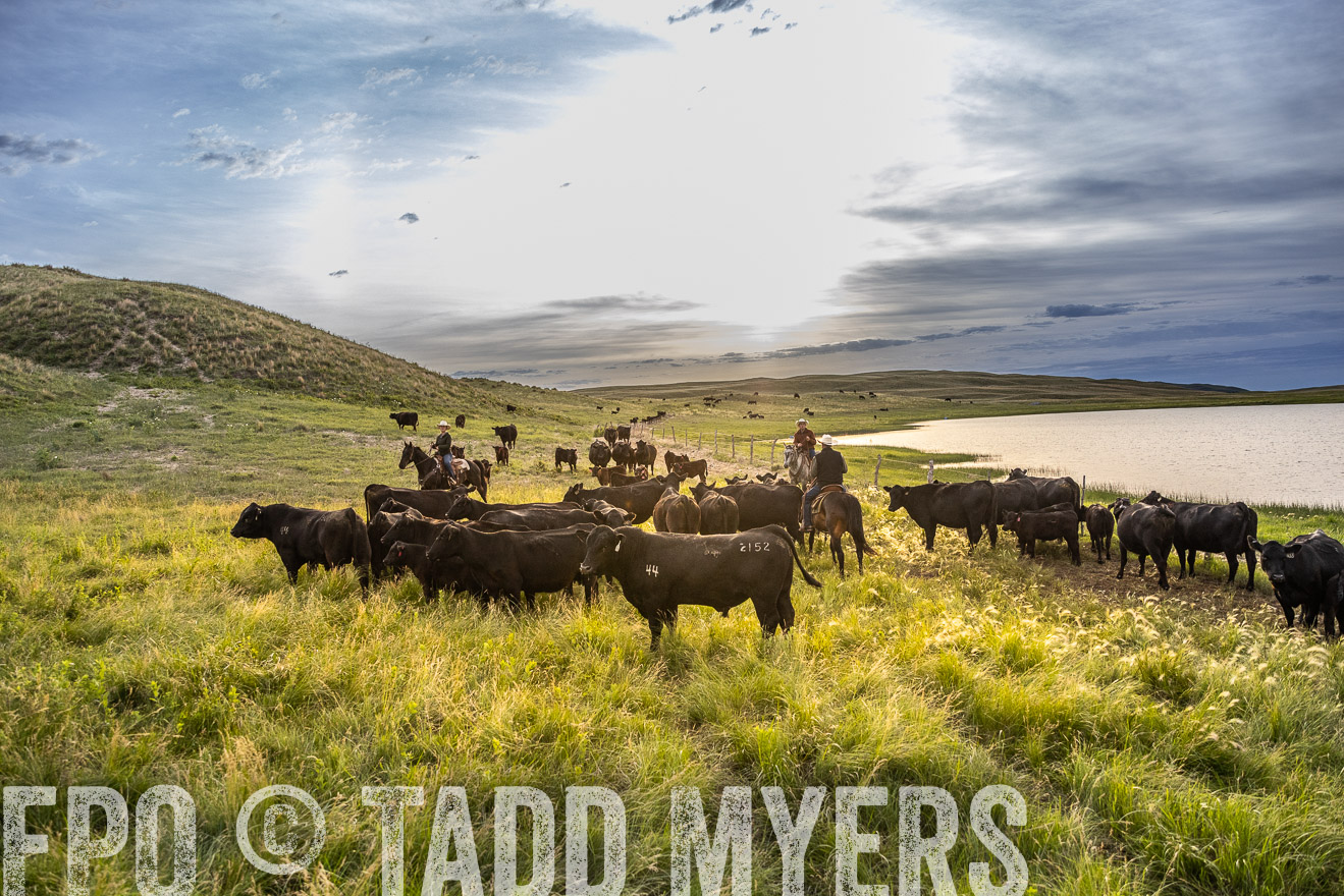 TMyers_PP_VintonRanch_Nebraska_June2024-517850