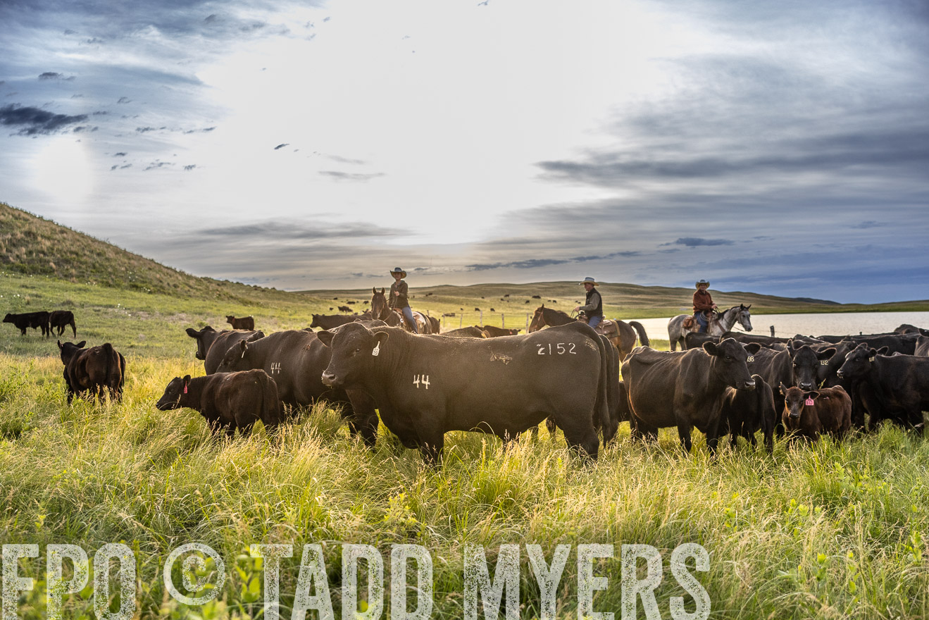 TMyers_PP_VintonRanch_Nebraska_June2024-517868
