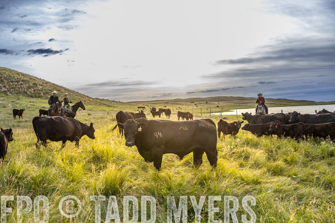 TMyers_PP_VintonRanch_Nebraska_June2024-517924