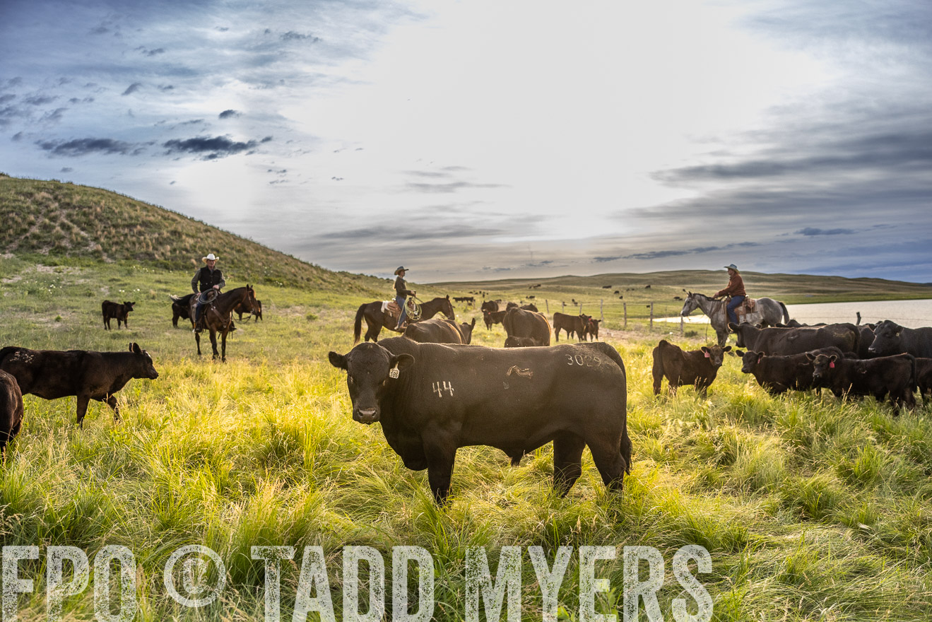 TMyers_PP_VintonRanch_Nebraska_June2024-517931