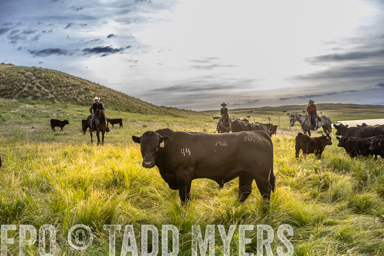 TMyers_PP_VintonRanch_Nebraska_June2024-517939
