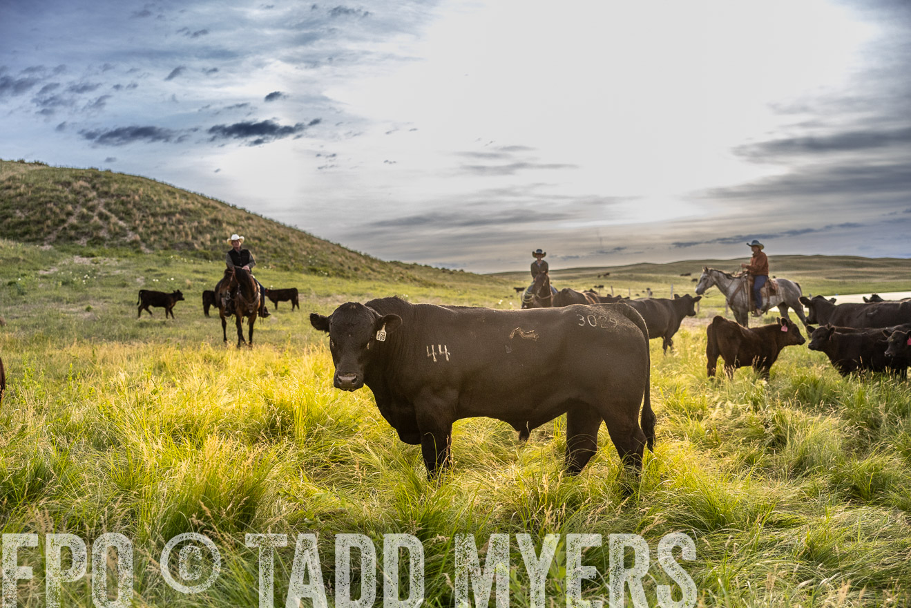 TMyers_PP_VintonRanch_Nebraska_June2024-517942