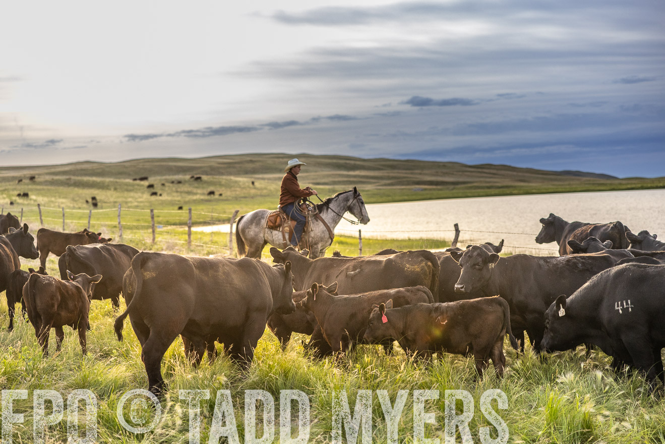 TMyers_PP_VintonRanch_Nebraska_June2024-517957
