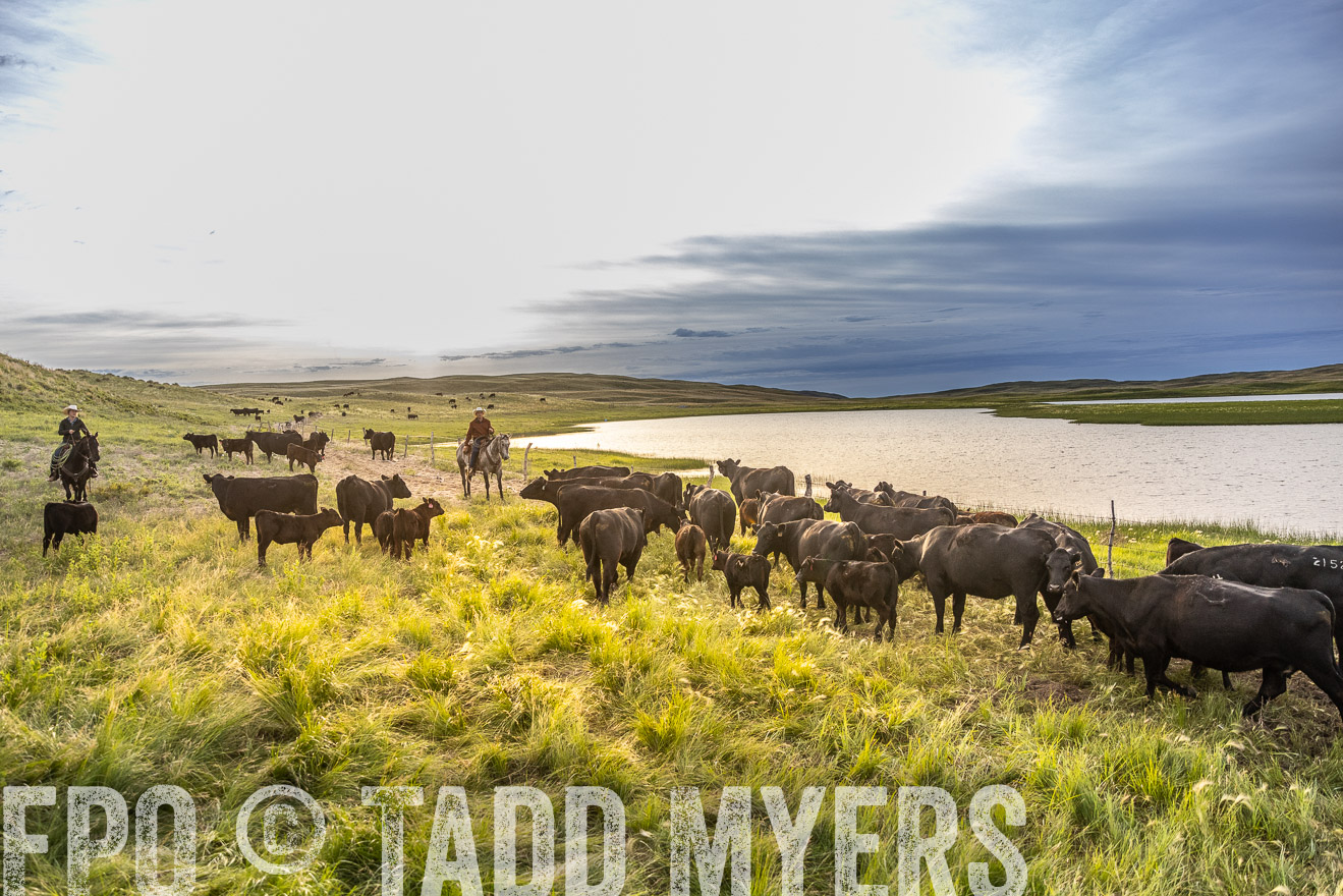 TMyers_PP_VintonRanch_Nebraska_June2024-517993