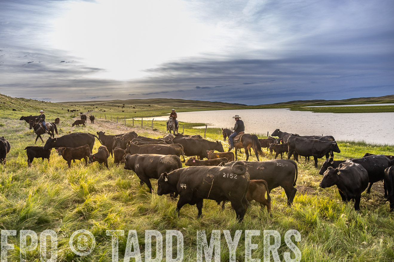 TMyers_PP_VintonRanch_Nebraska_June2024-518046