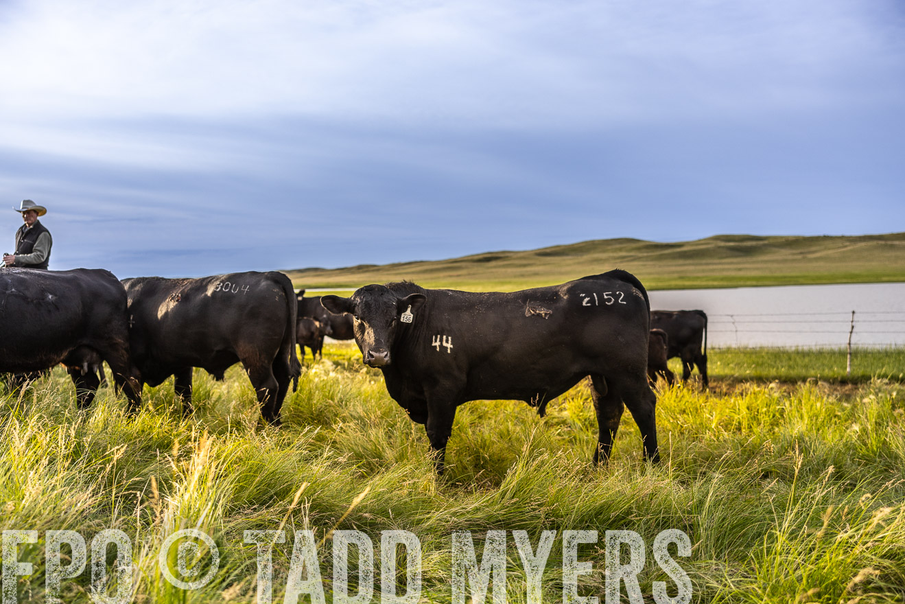 TMyers_PP_VintonRanch_Nebraska_June2024-518088