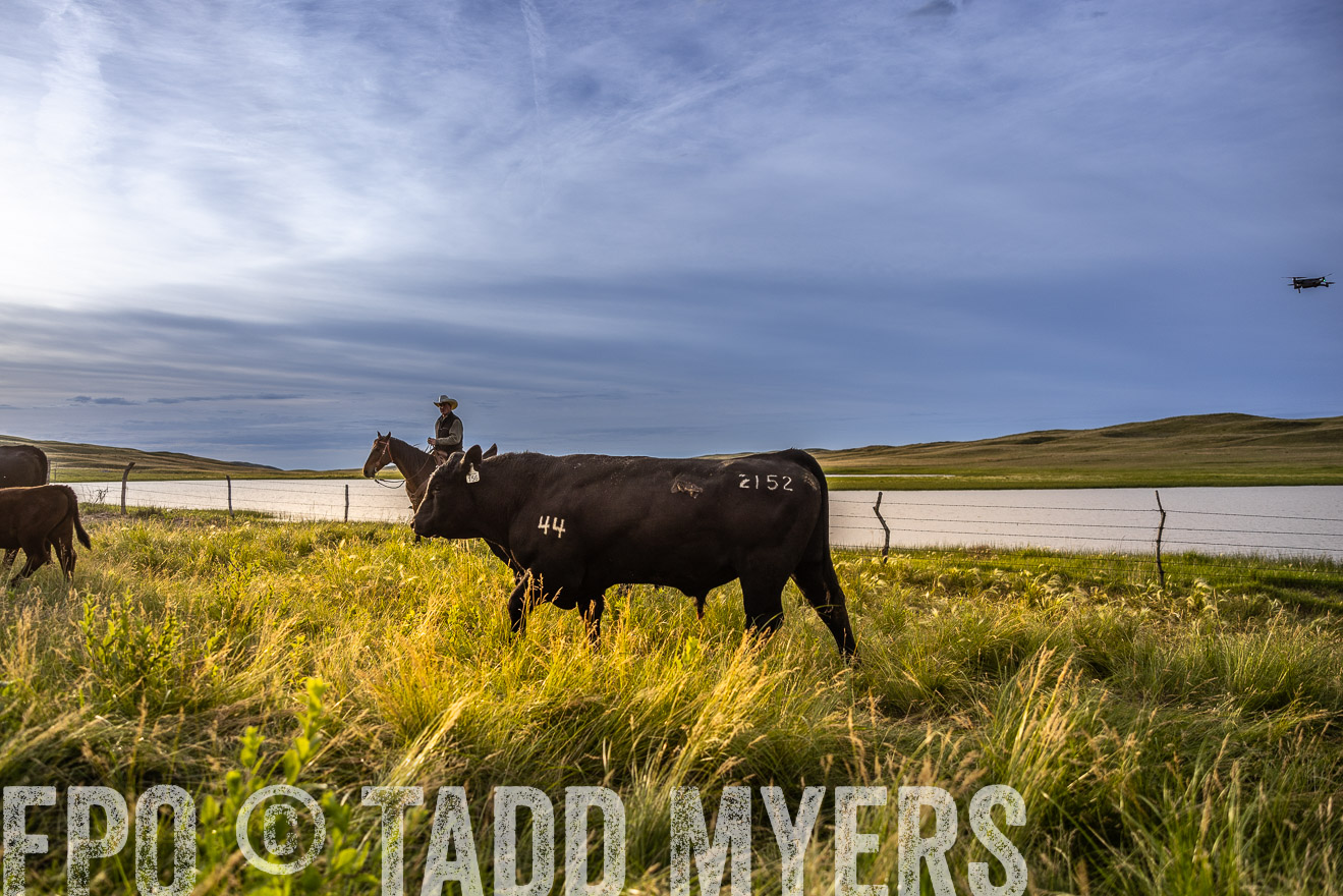 TMyers_PP_VintonRanch_Nebraska_June2024-518186