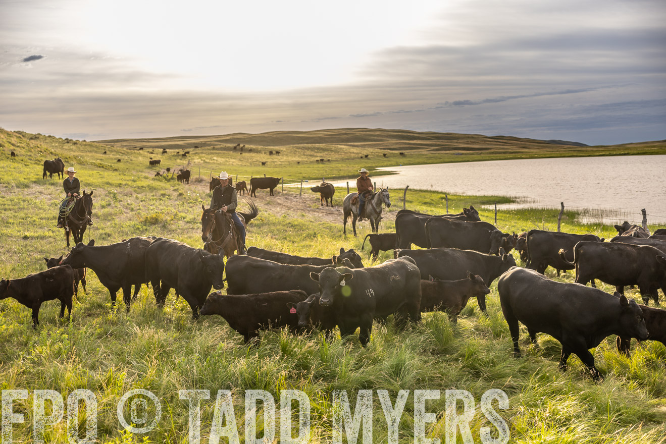 TMyers_PP_VintonRanch_Nebraska_June2024-518250