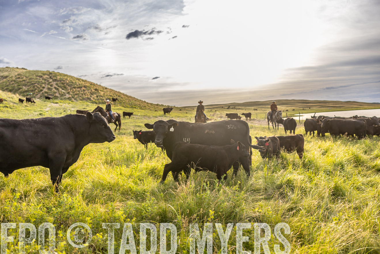 TMyers_PP_VintonRanch_Nebraska_June2024-518303