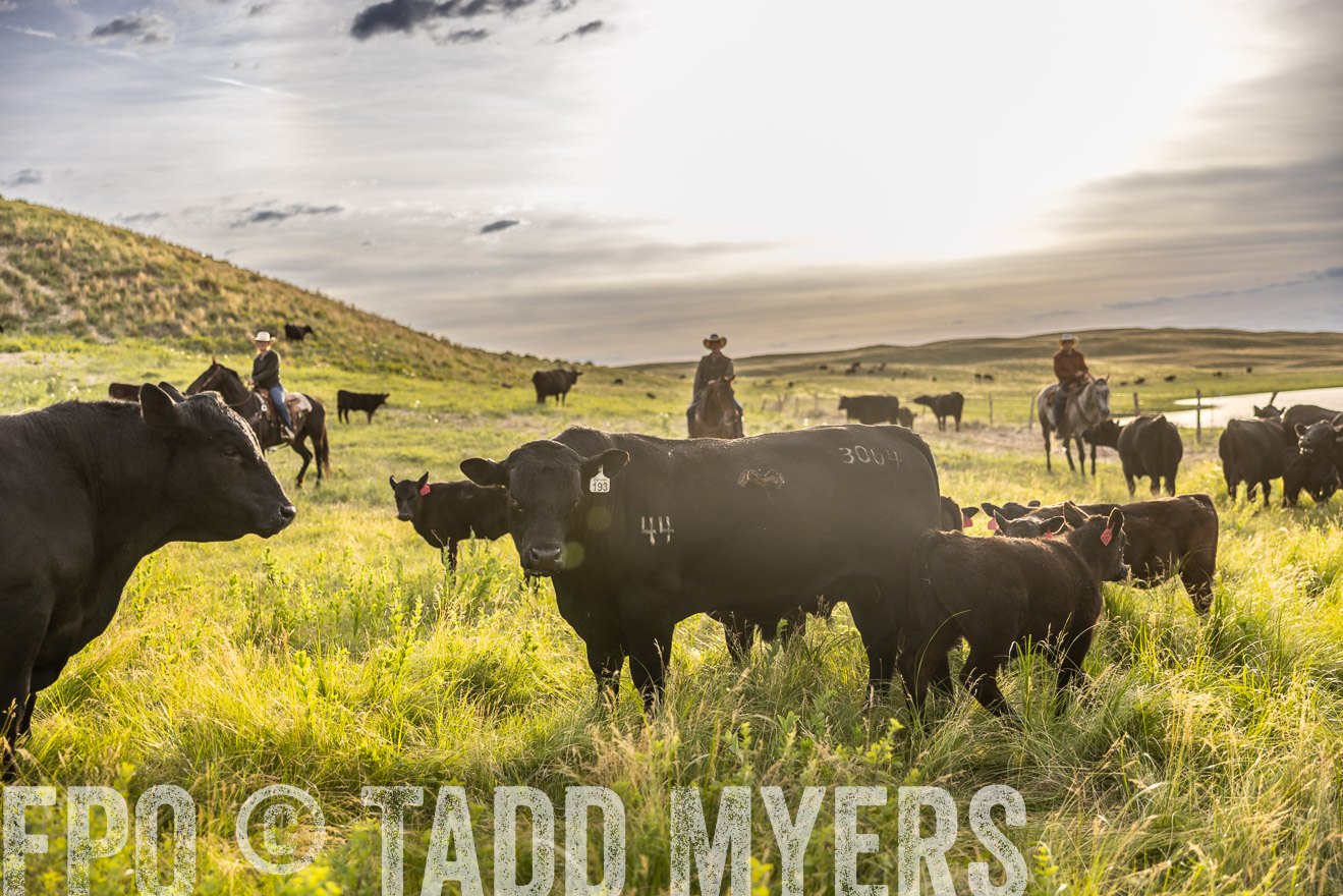 TMyers_PP_VintonRanch_Nebraska_June2024-518304