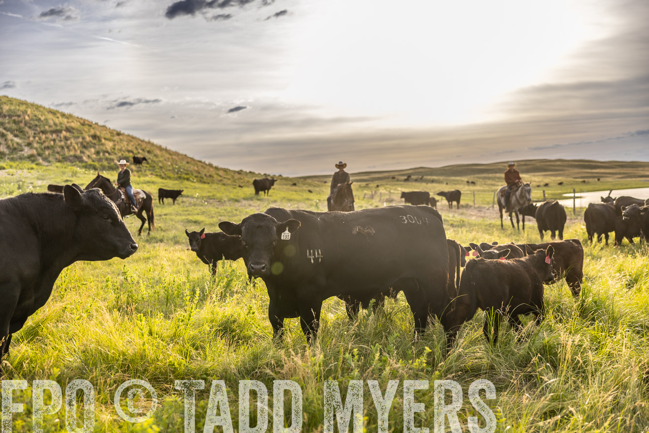 TMyers_PP_VintonRanch_Nebraska_June2024-518305