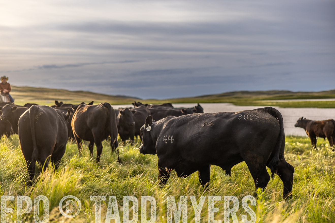 TMyers_PP_VintonRanch_Nebraska_June2024-518319
