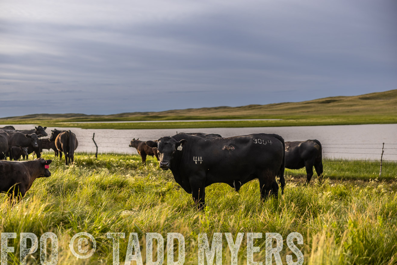 TMyers_PP_VintonRanch_Nebraska_June2024-518344