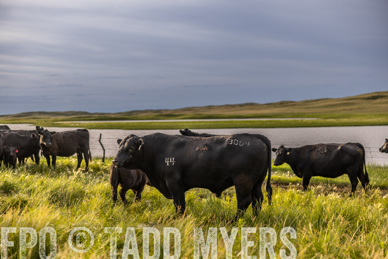 TMyers_PP_VintonRanch_Nebraska_June2024-518357