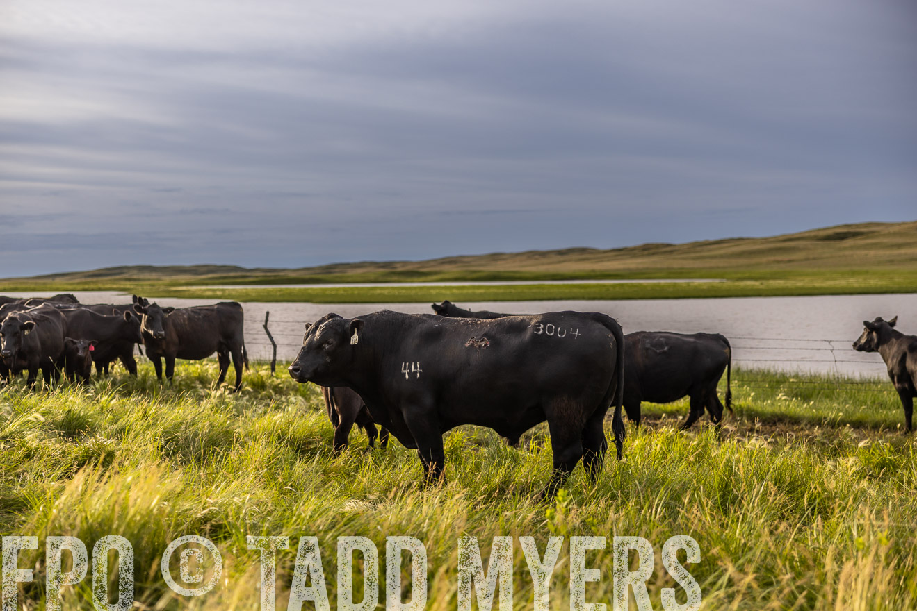 TMyers_PP_VintonRanch_Nebraska_June2024-518360