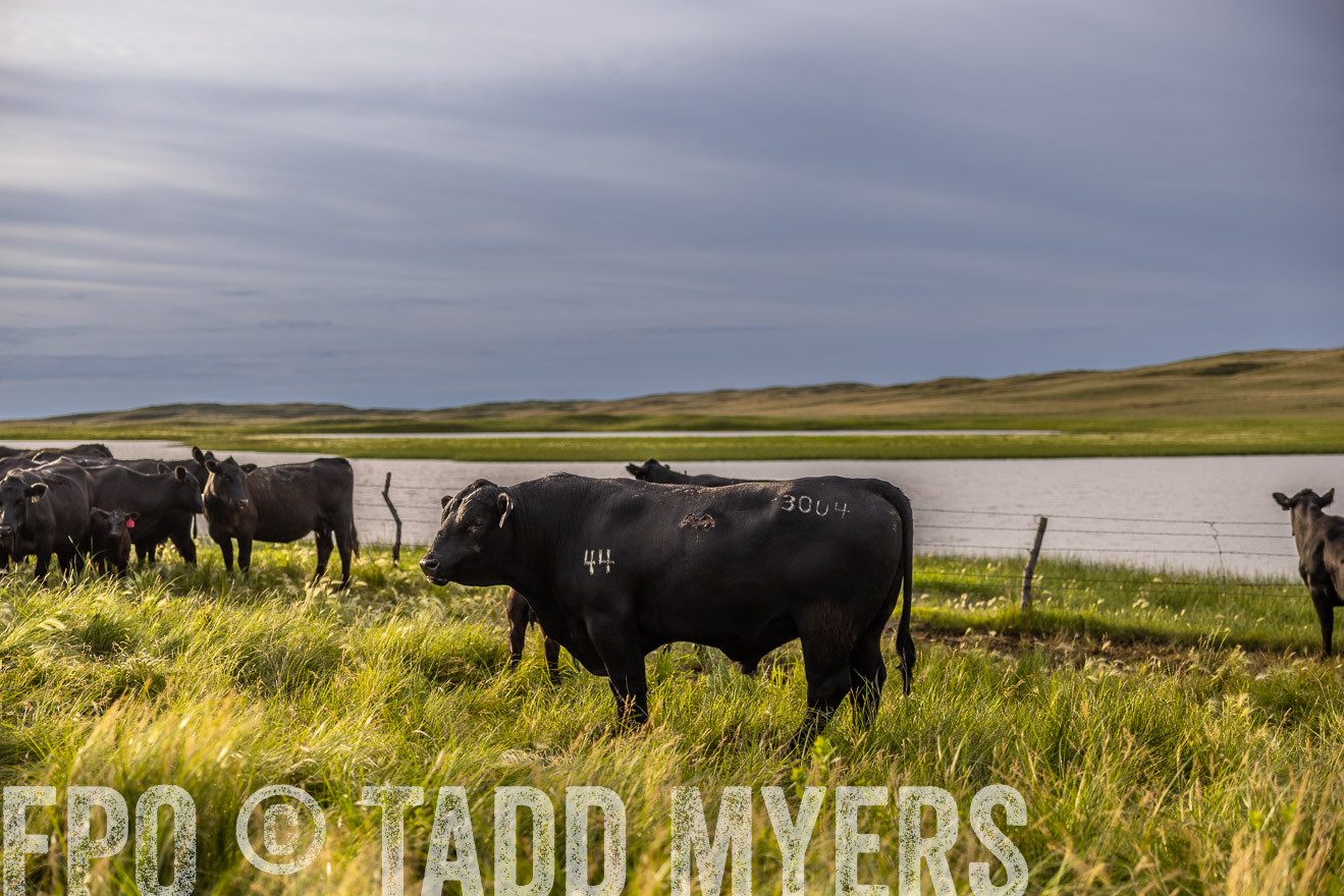 TMyers_PP_VintonRanch_Nebraska_June2024-518365