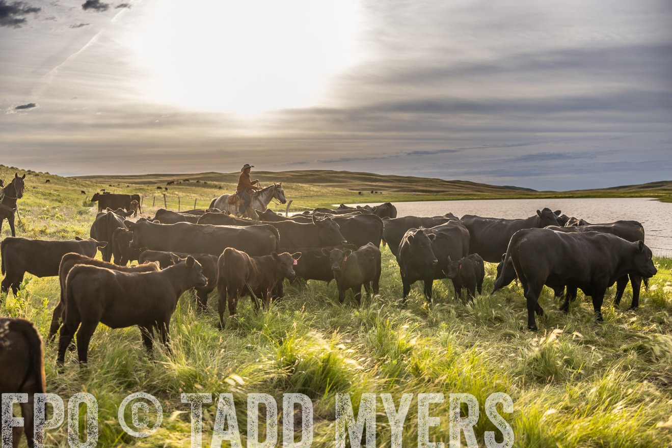TMyers_PP_VintonRanch_Nebraska_June2024-518381