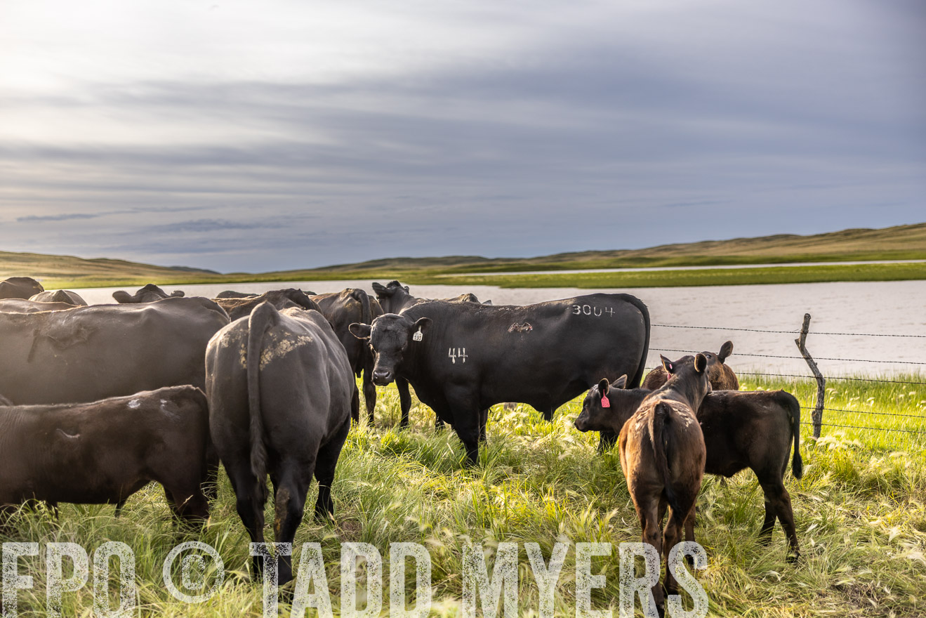 TMyers_PP_VintonRanch_Nebraska_June2024-518406