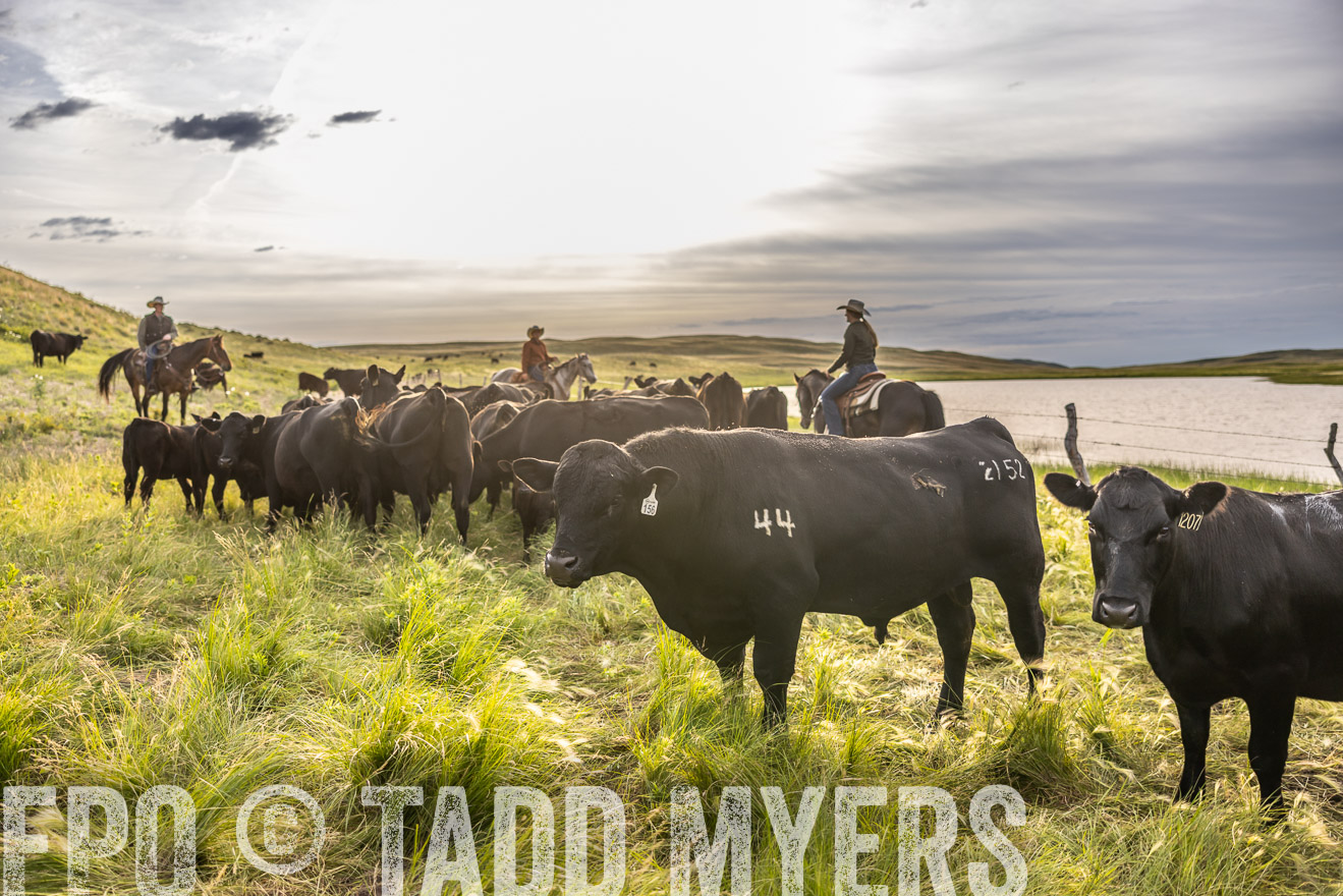 TMyers_PP_VintonRanch_Nebraska_June2024-518452