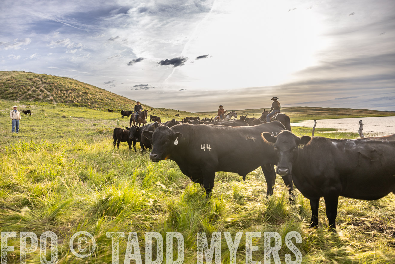 TMyers_PP_VintonRanch_Nebraska_June2024-518456