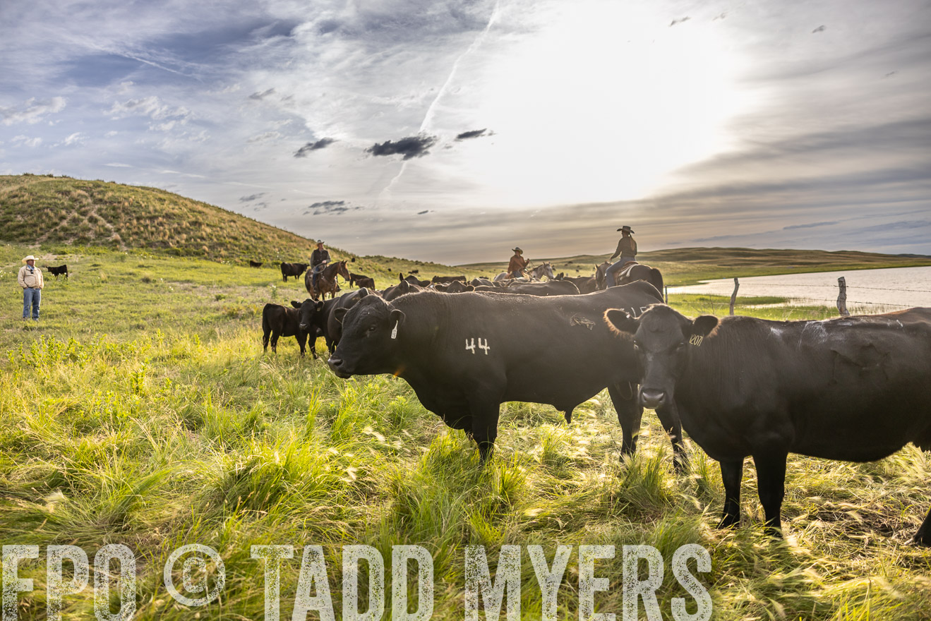 TMyers_PP_VintonRanch_Nebraska_June2024-518457