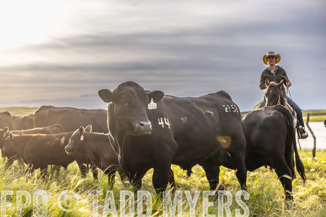 TMyers_PP_VintonRanch_Nebraska_June2024-518468