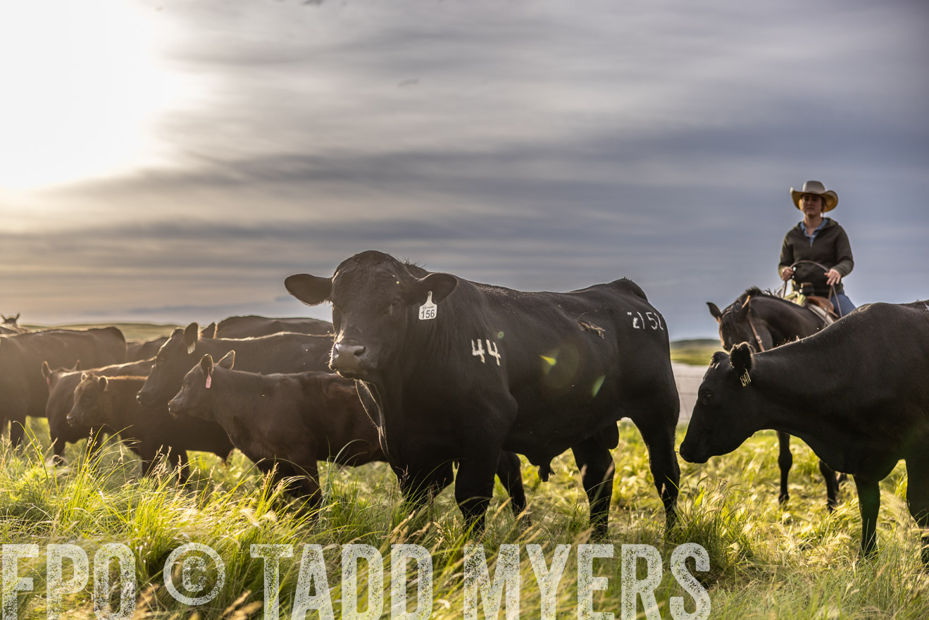 TMyers_PP_VintonRanch_Nebraska_June2024-518477
