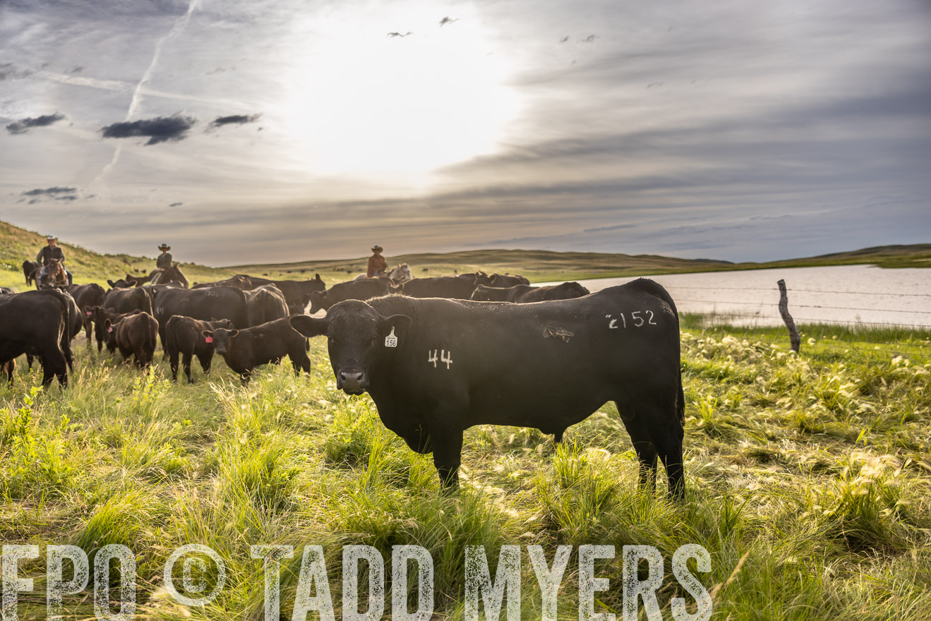 TMyers_PP_VintonRanch_Nebraska_June2024-518517