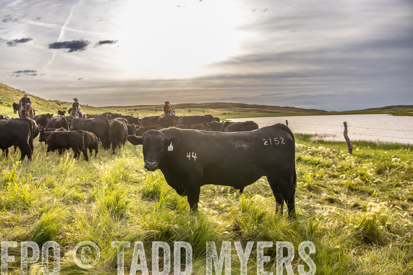 TMyers_PP_VintonRanch_Nebraska_June2024-518531