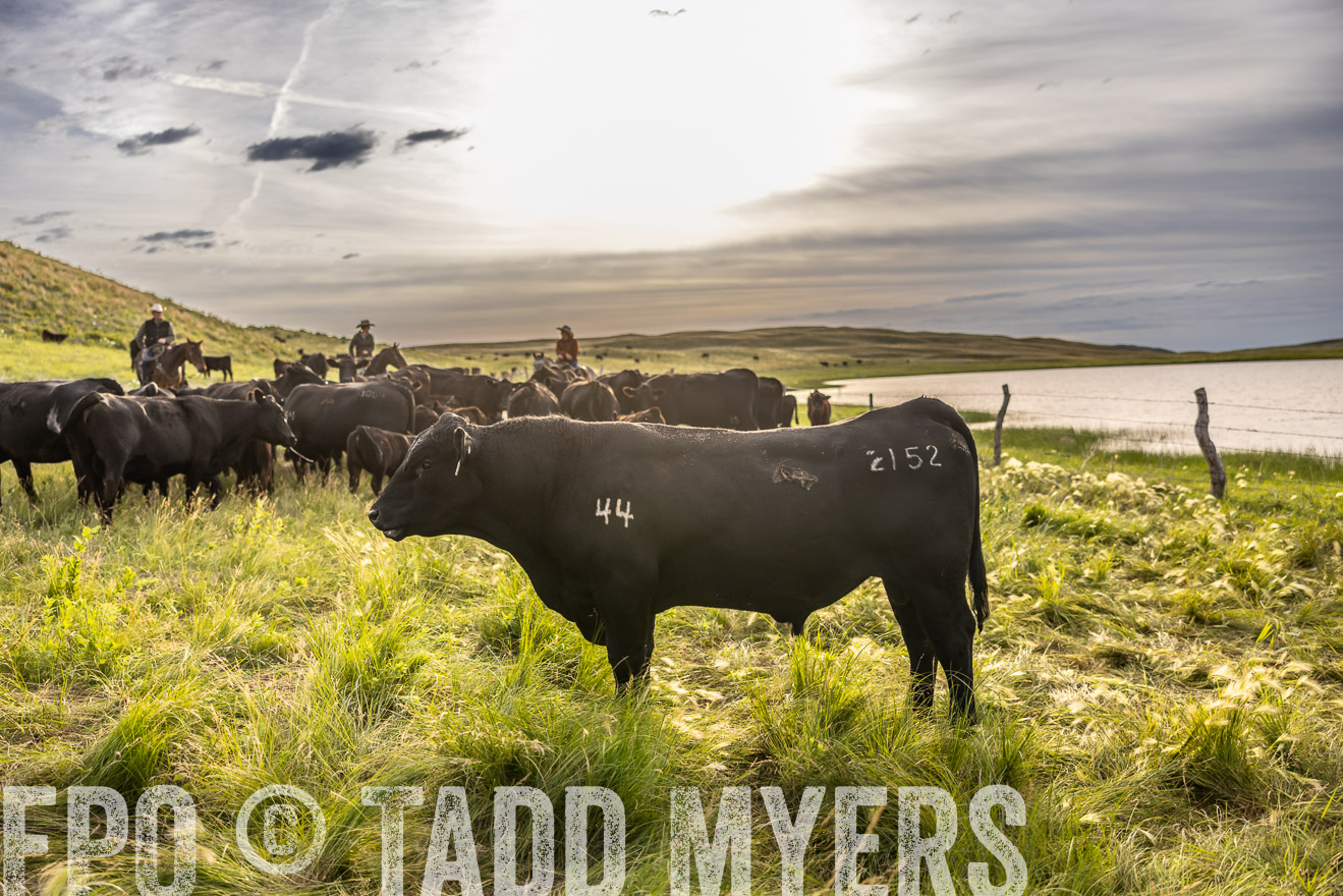 TMyers_PP_VintonRanch_Nebraska_June2024-518549