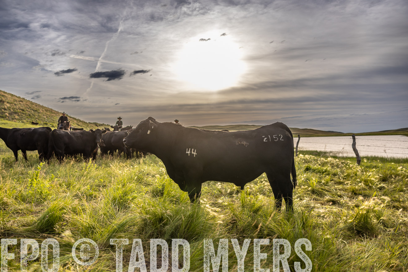 TMyers_PP_VintonRanch_Nebraska_June2024-518555