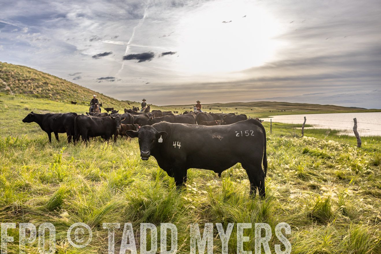 TMyers_PP_VintonRanch_Nebraska_June2024-518587