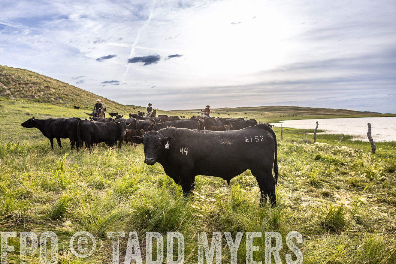 TMyers_PP_VintonRanch_Nebraska_June2024-518590
