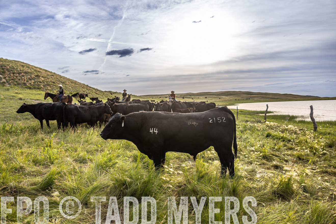 TMyers_PP_VintonRanch_Nebraska_June2024-518599