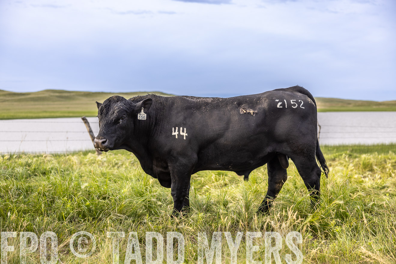 TMyers_PP_VintonRanch_Nebraska_June2024-518610