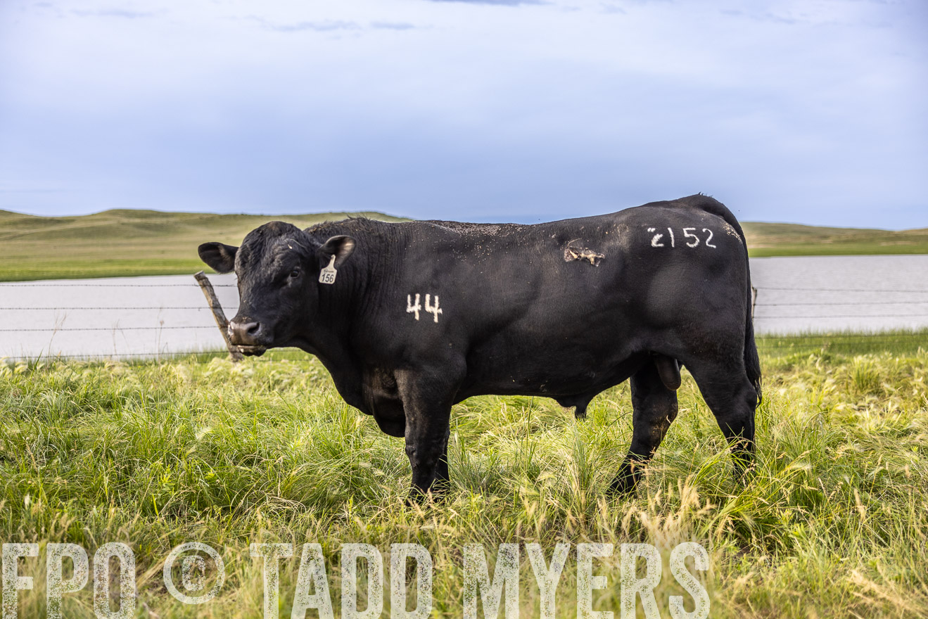 TMyers_PP_VintonRanch_Nebraska_June2024-518611