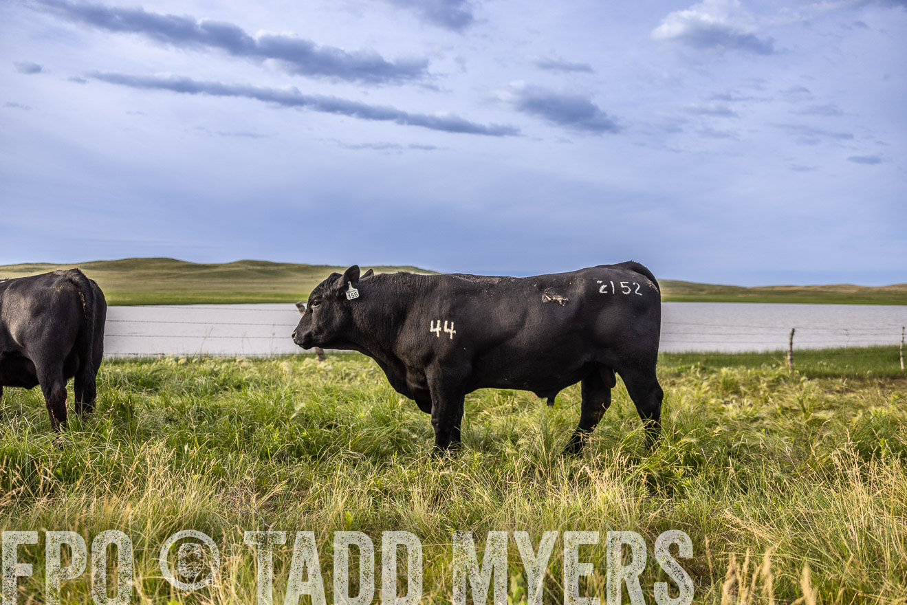 TMyers_PP_VintonRanch_Nebraska_June2024-518628