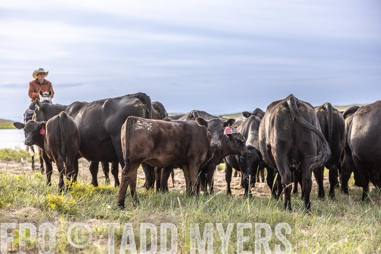 TMyers_PP_VintonRanch_Nebraska_June2024-518650