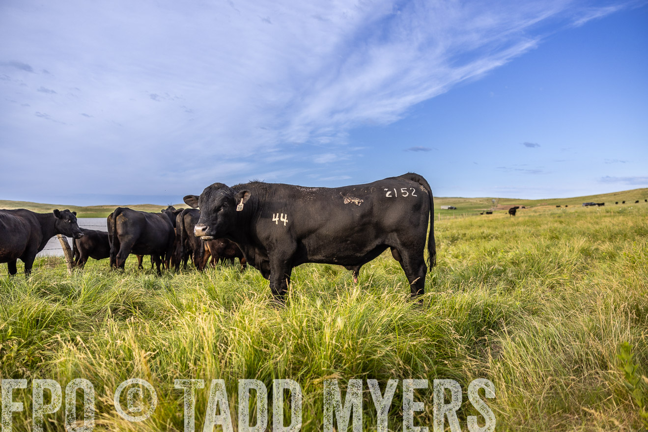 TMyers_PP_VintonRanch_Nebraska_June2024-518721