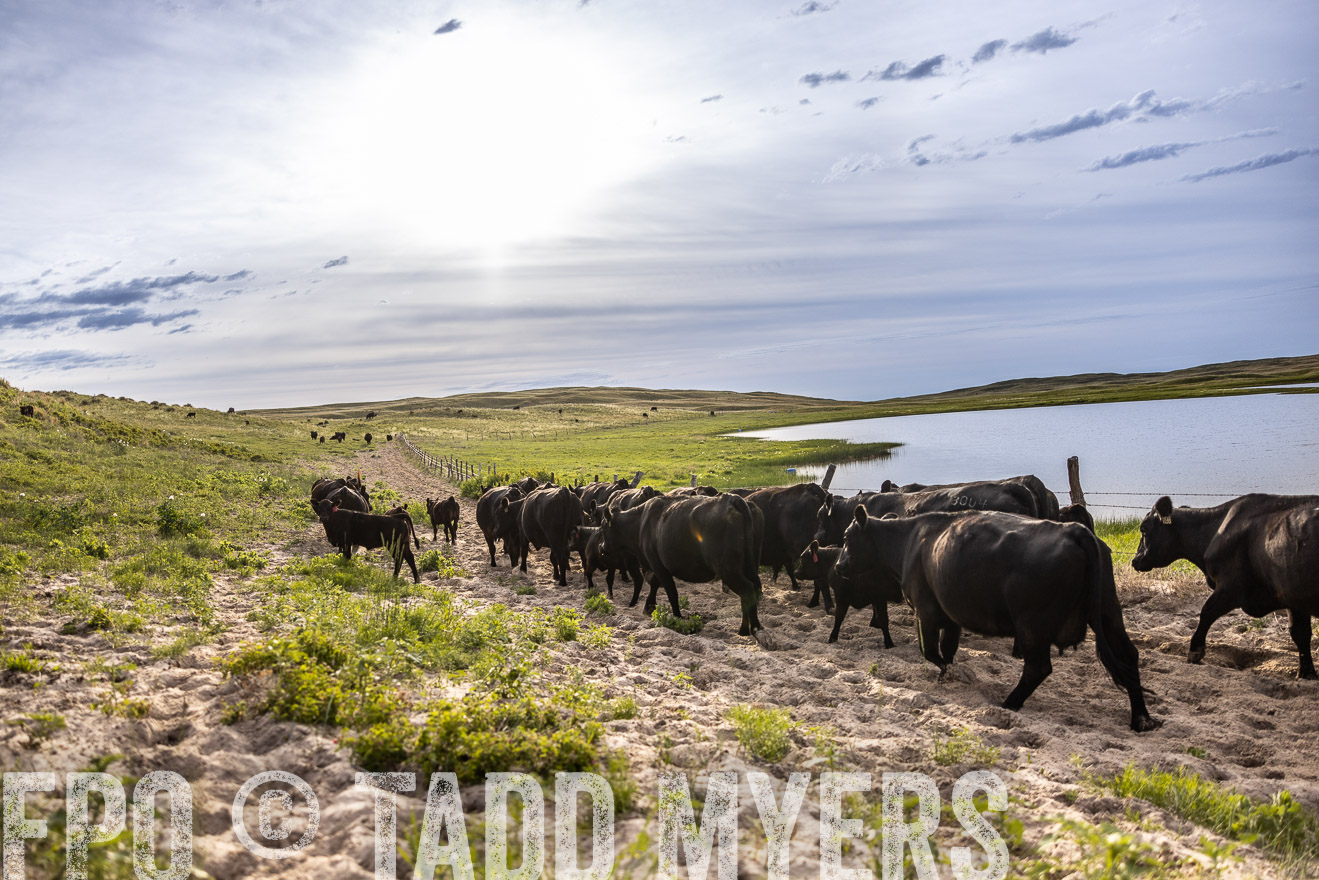TMyers_PP_VintonRanch_Nebraska_June2024-518932
