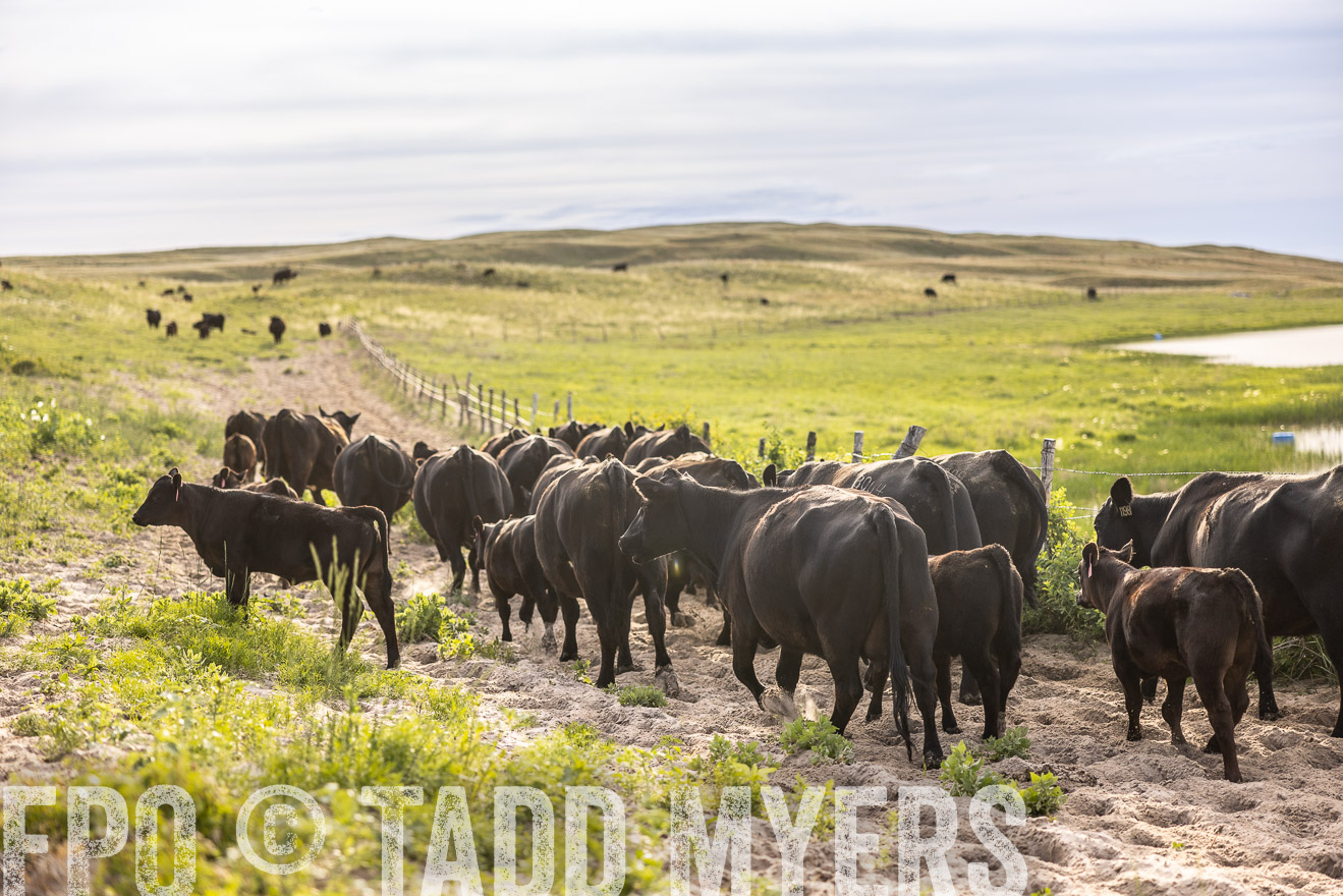 TMyers_PP_VintonRanch_Nebraska_June2024-518941