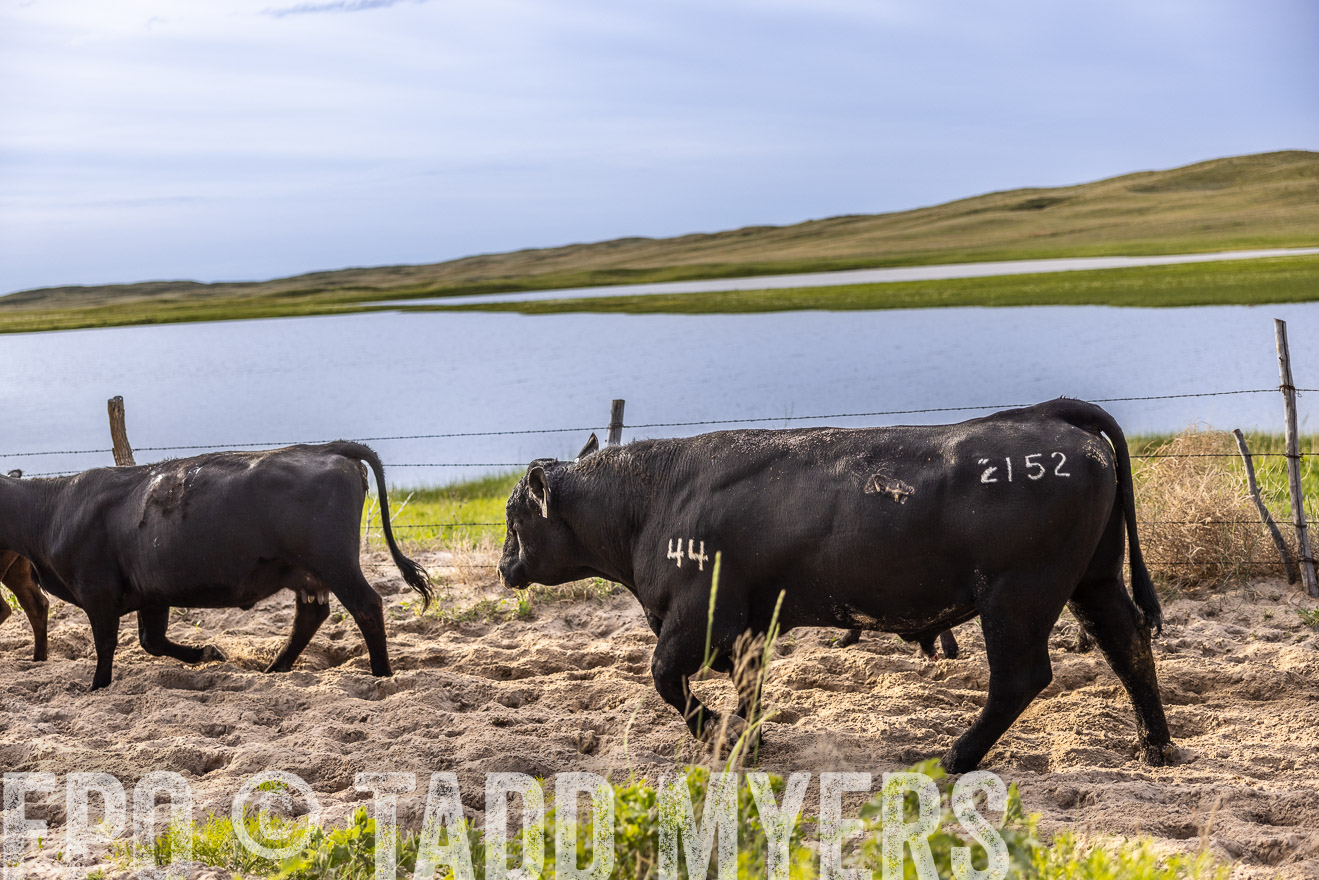 TMyers_PP_VintonRanch_Nebraska_June2024-518962